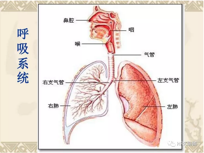 呼吸系统